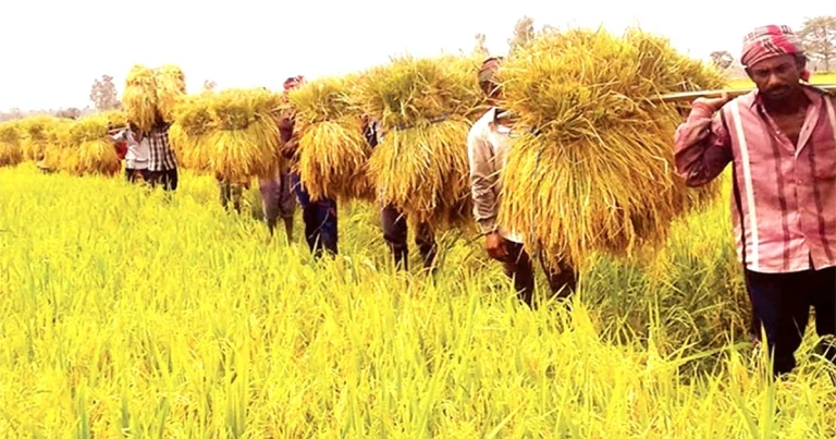 হাওর কন্ঠ 21 Harvesting
