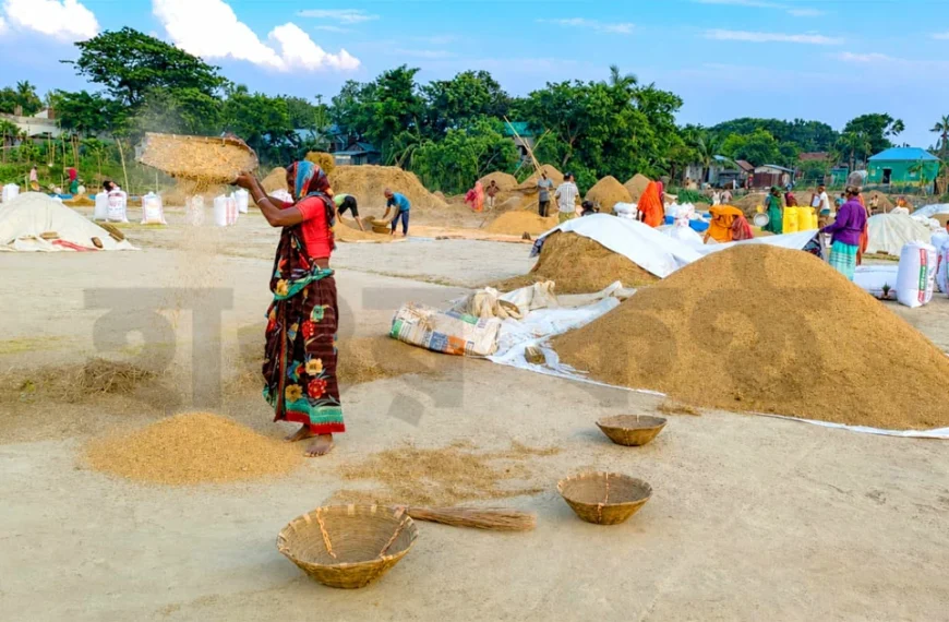 Rice in Nikli Haor