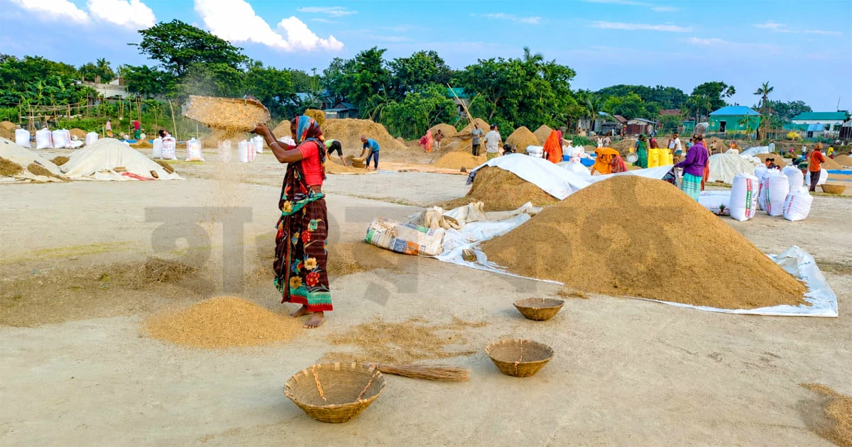 Rice in Nikli Haor