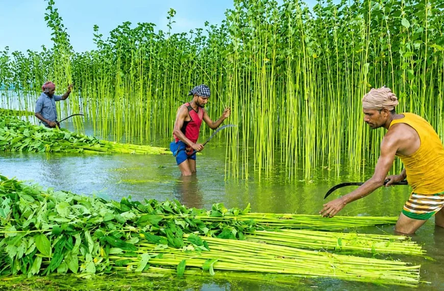 হাওর কন্ঠ 7 Jute