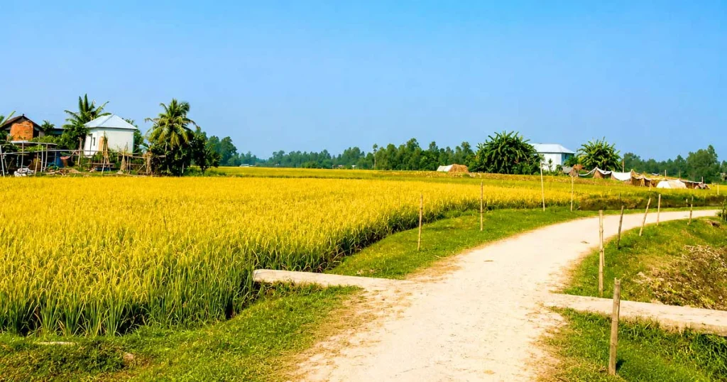 বর্ষায় নাও, হেমন্তে পাও এ হলো নিকলীর বাও 3 Paddy